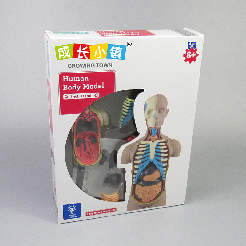 Human body model